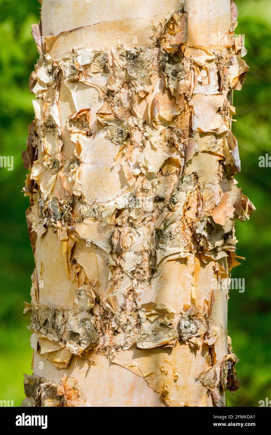 Fiume tronco di betulla Betula nigra tronco di albero betulla tronco di albero betulla, albero corteccia struttura Foto Stock