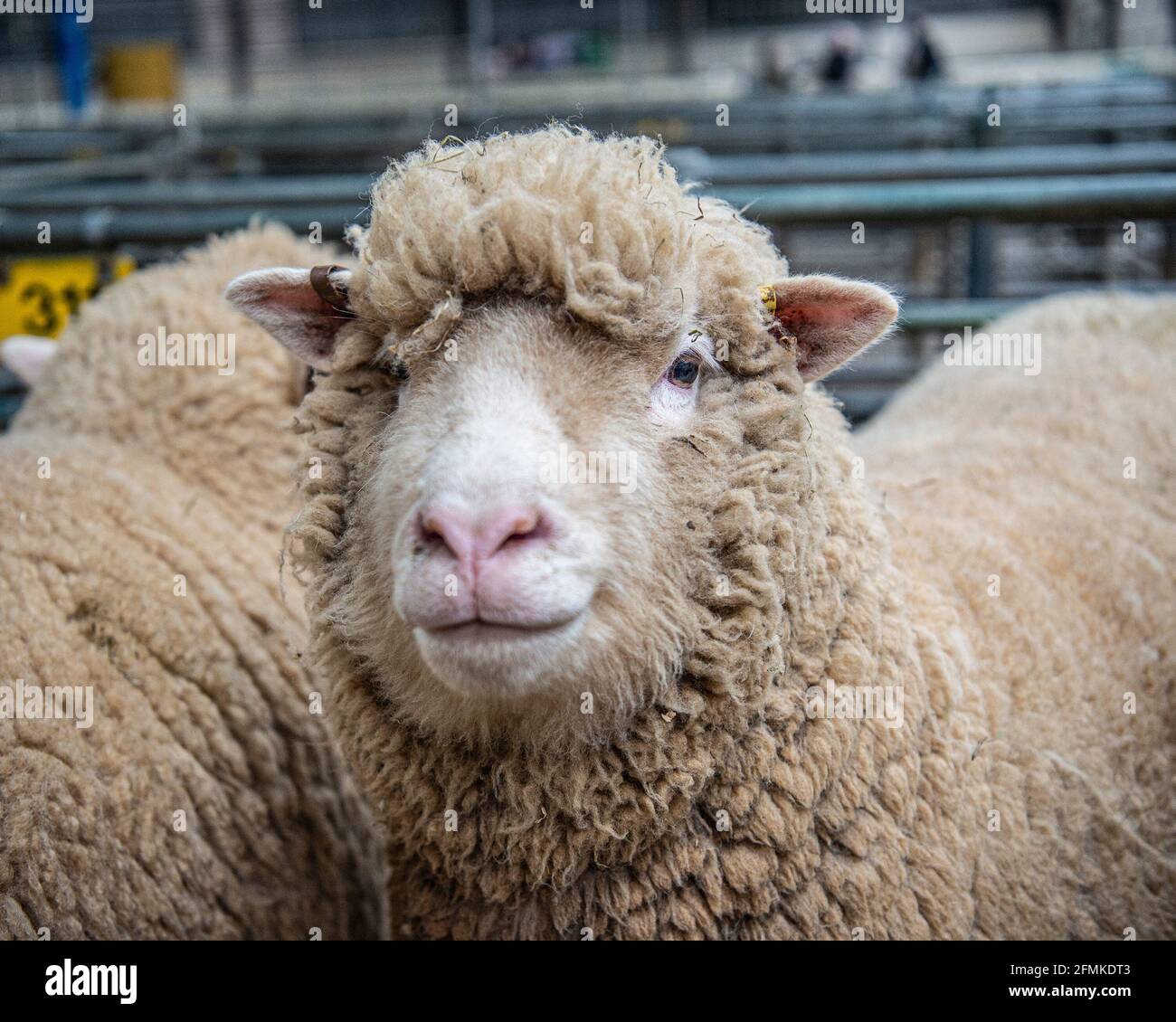 Sondaggio pecora Dorset al mercato del bestiame Foto Stock