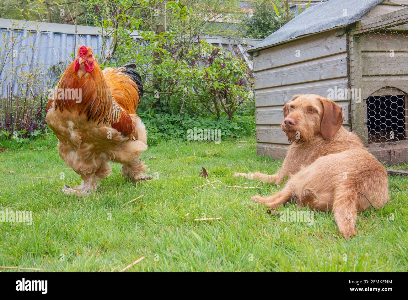 Un cockerel e il suo migliore amico Vizsla Foto Stock