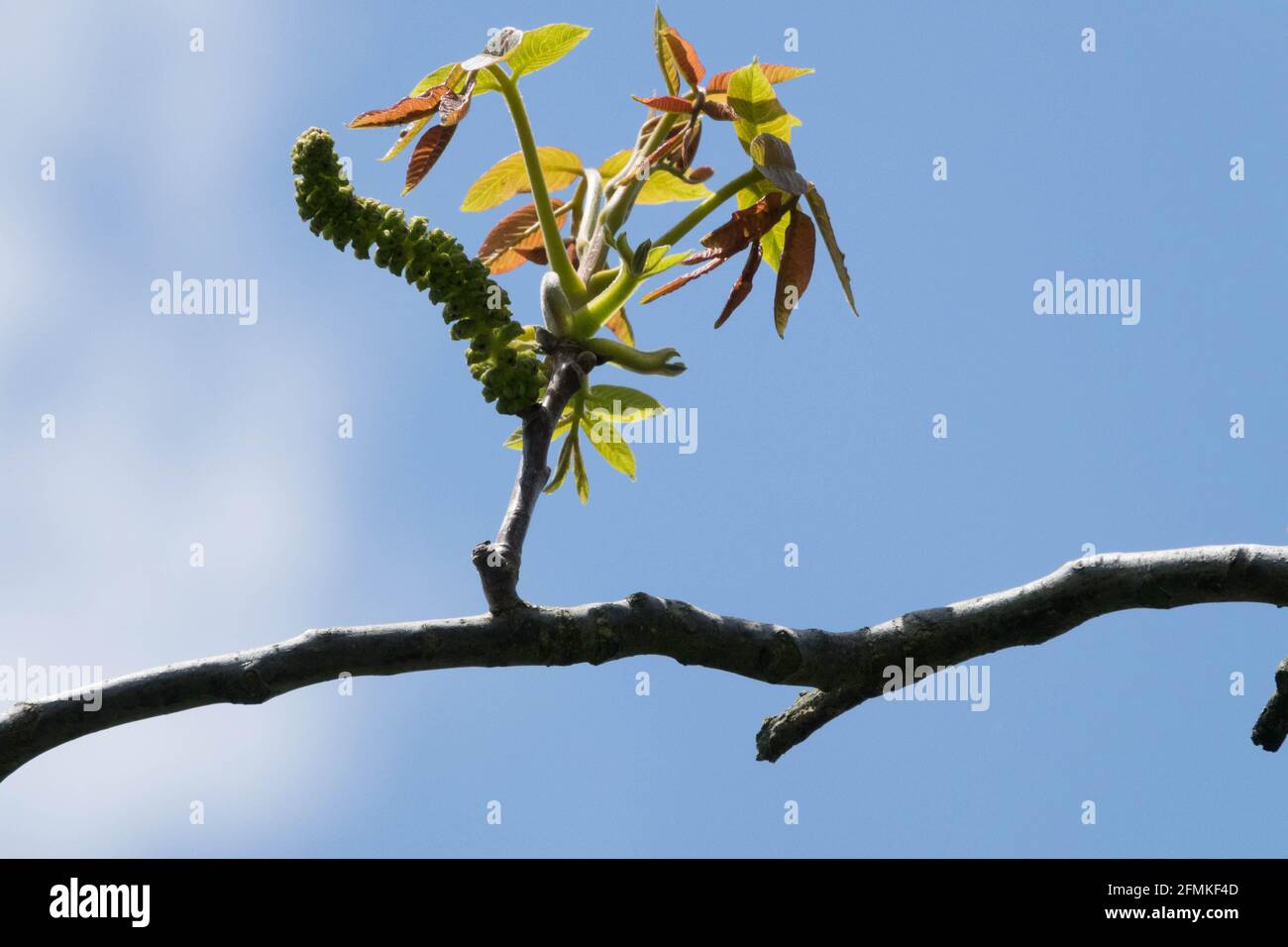 Noce comune noce inglese Juglans regia Catkin primo piano sparare sul ramo Foto Stock
