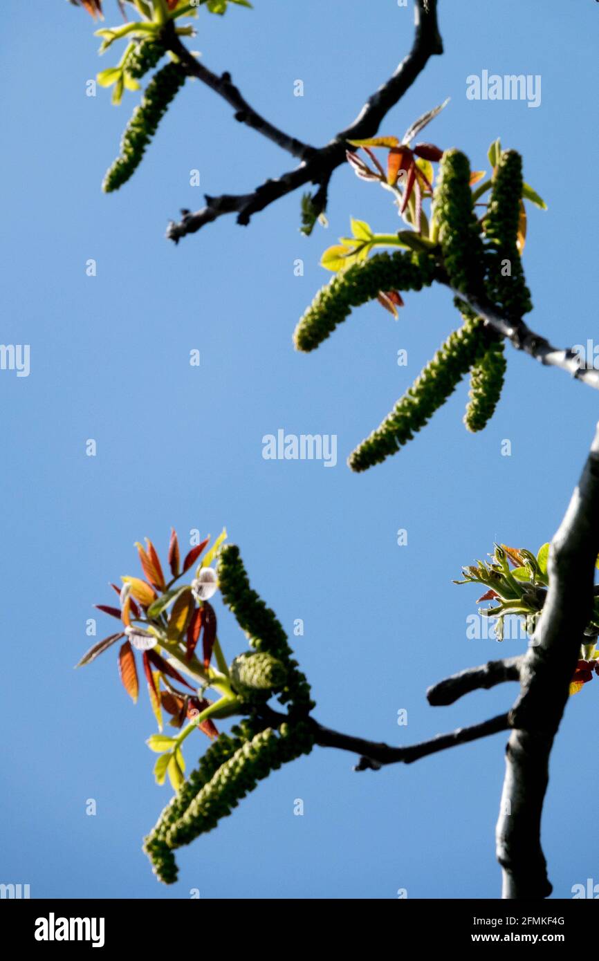 Catkins primaverili su Juglans juglans regia di noce comune Foto Stock