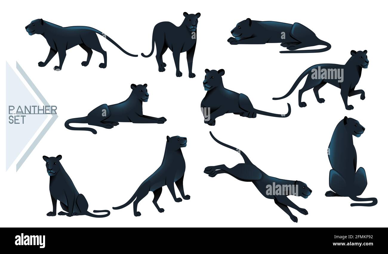 Set di Black Panther selvaggio grande gatto africano giungla cacciatore cartoon animal design illustrazione vettoriale su sfondo bianco Illustrazione Vettoriale
