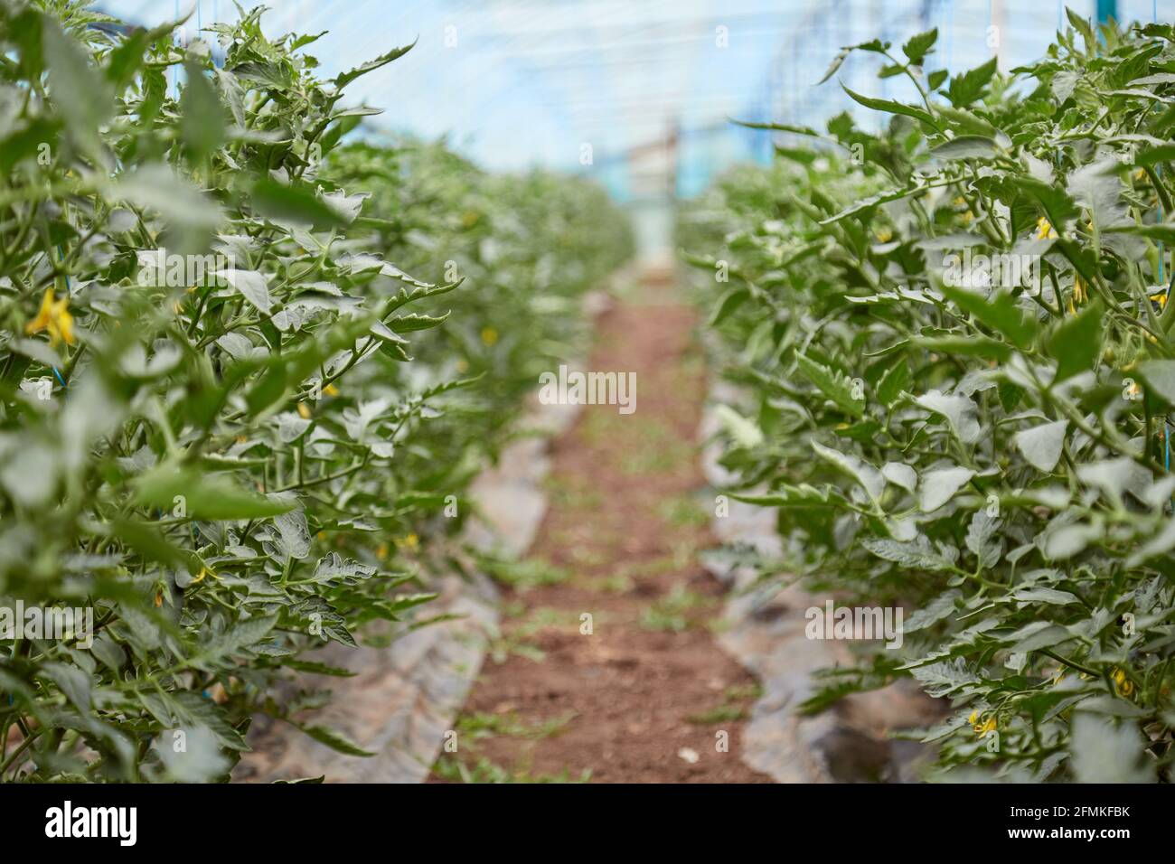 Giovane pianta di pomodoro coltivata in serra. Concetto di piante di casa di primavera. Spazio di copia Foto Stock