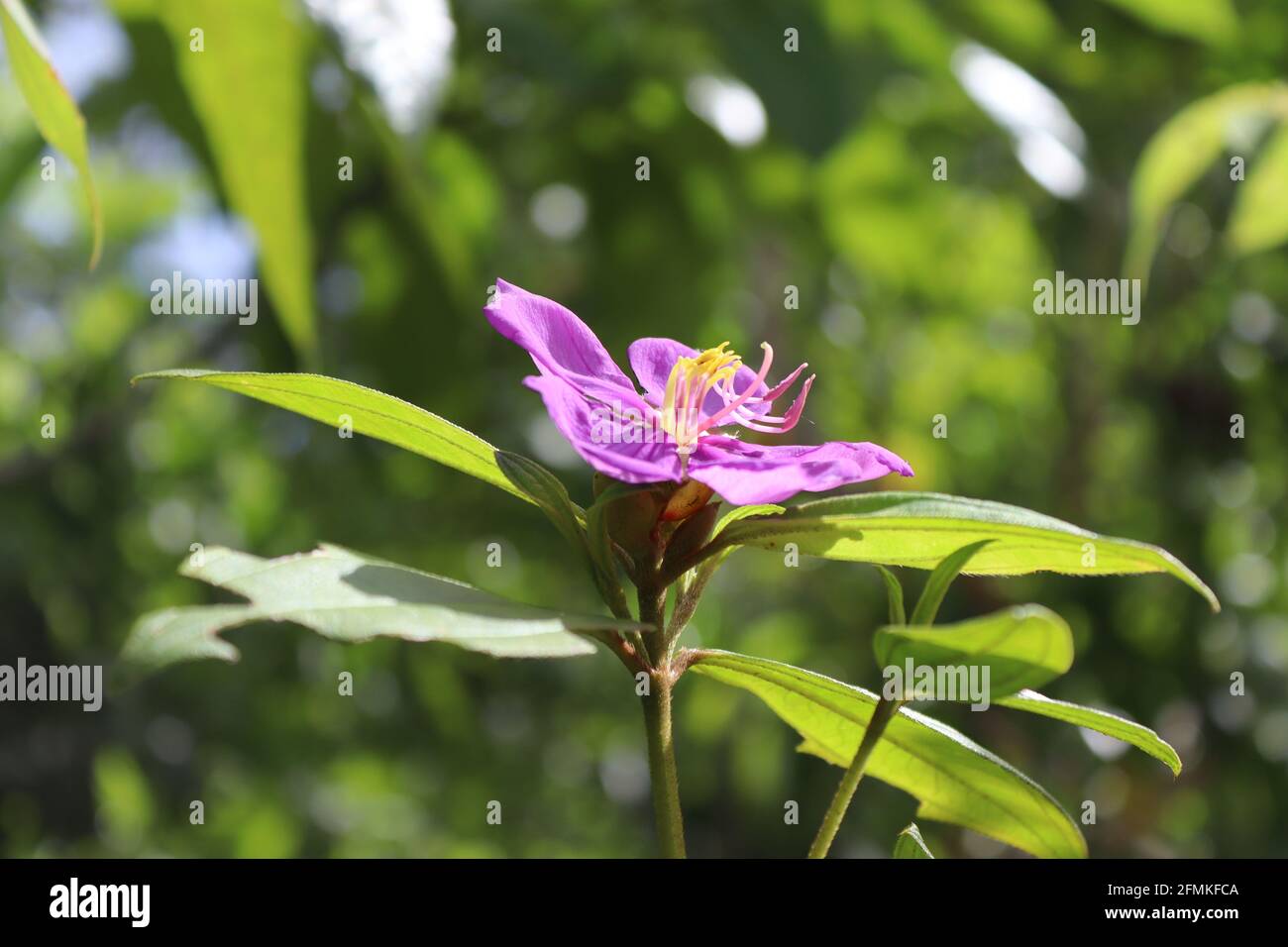 Sri Lanka la più famosa pianta Ayurveda 'Bovitiya' Osbeckia octandra in estate. Foto Stock