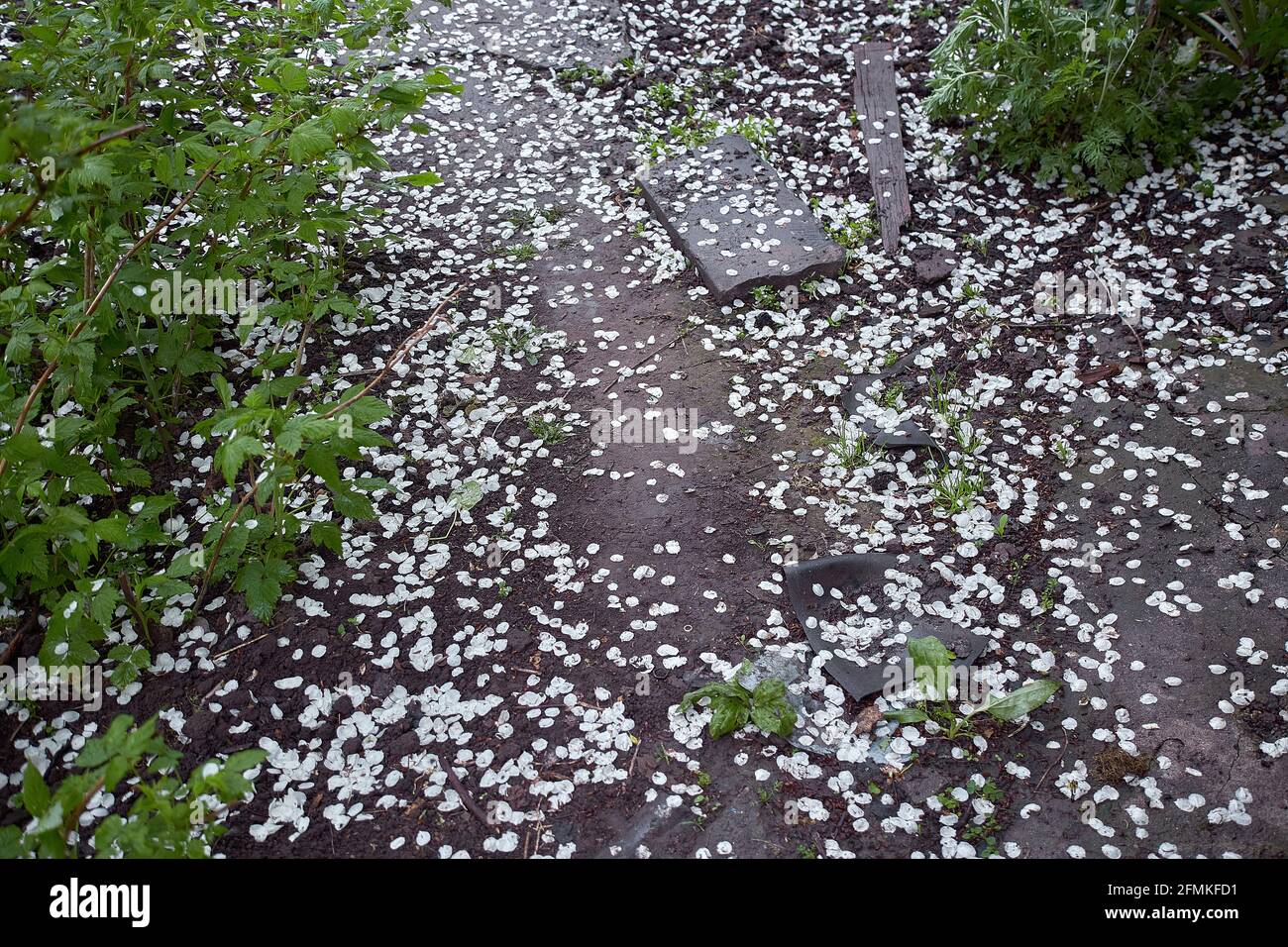 Pero caduto fiorisce in tempo piovoso. Concetto di molla a scatto a freddo. Primavera 2021. Spazio di copia Foto Stock