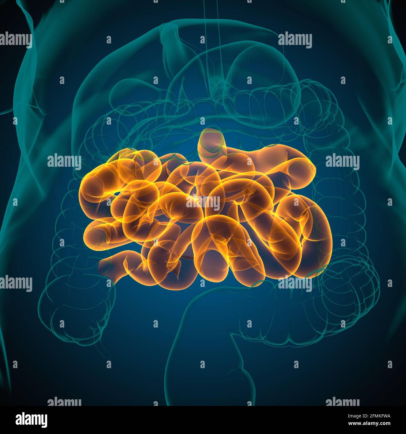 Illustrazione 3D dell'intestino tenue sistema digestivo umano Anatomia per il concetto medico Foto Stock
