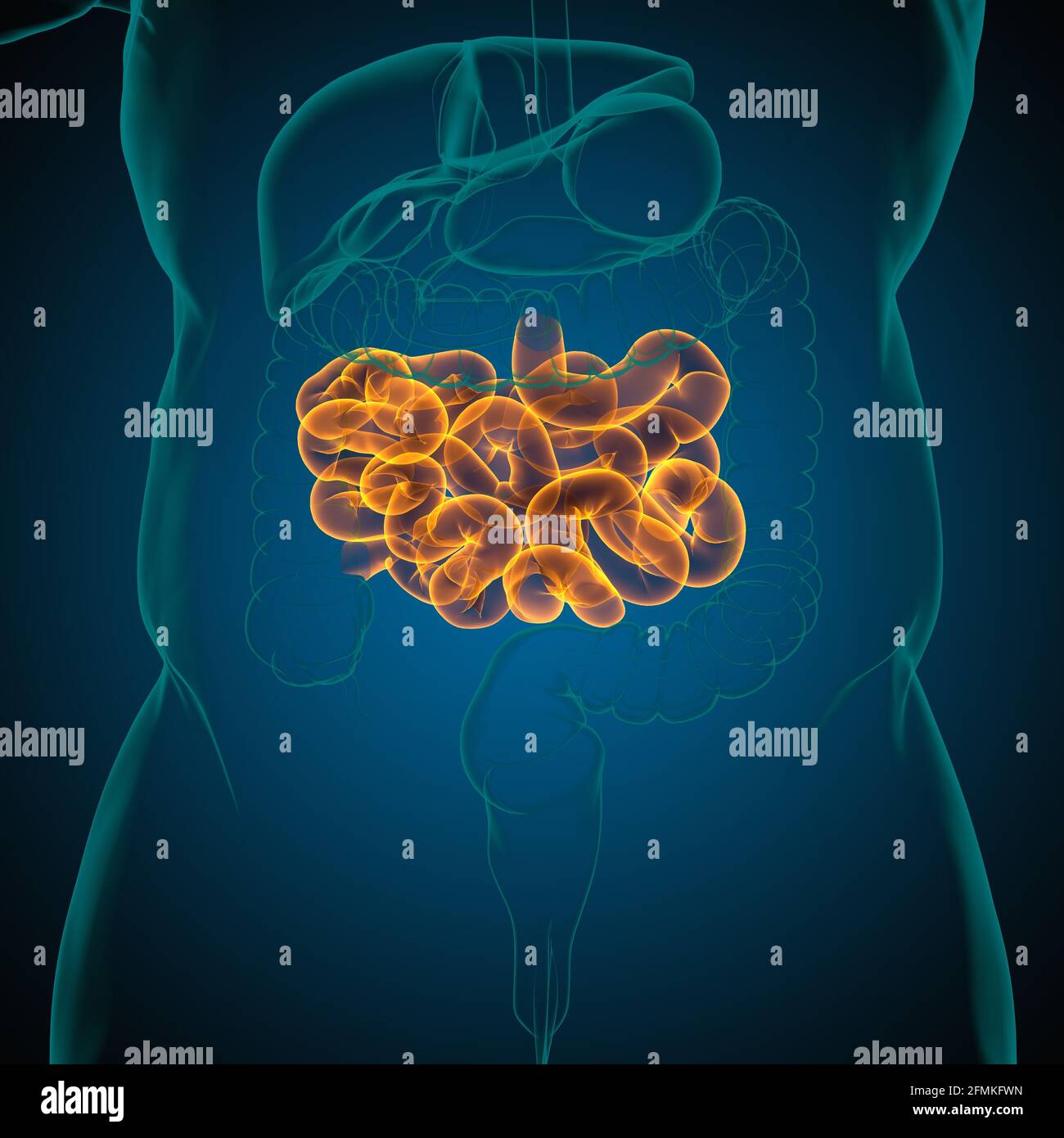Illustrazione 3D dell'intestino tenue sistema digestivo umano Anatomia per il concetto medico Foto Stock