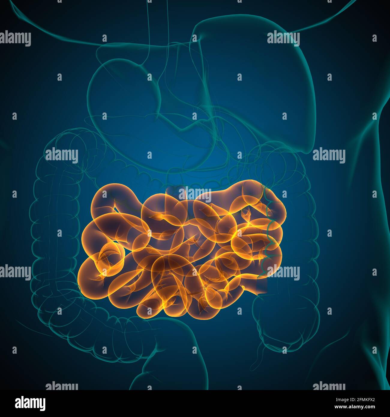 Illustrazione 3D dell'intestino tenue sistema digestivo umano Anatomia per il concetto medico Foto Stock