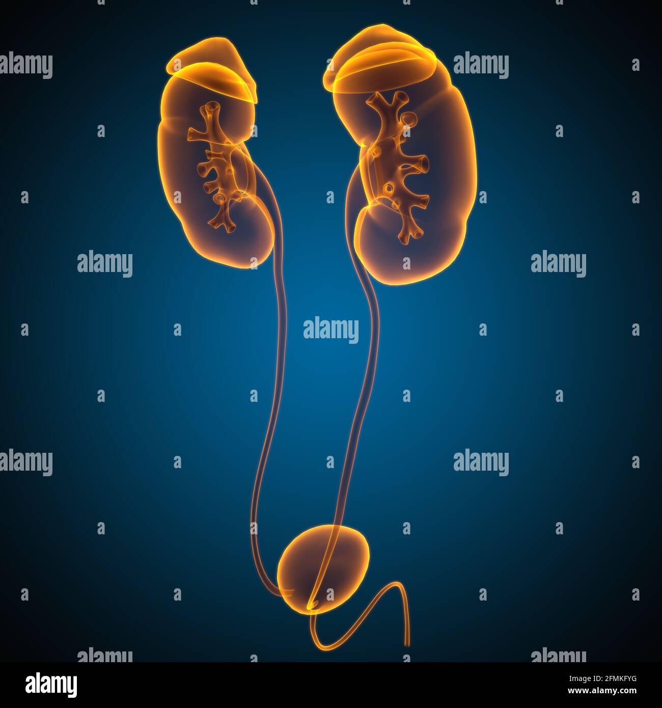Reni del sistema urinario umano con anatomia della vescica per l'illustrazione 3D del concetto medico Foto Stock