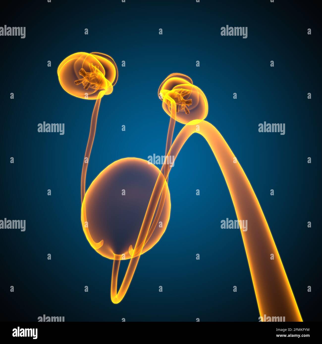 Reni del sistema urinario umano con anatomia della vescica per l'illustrazione 3D del concetto medico Foto Stock