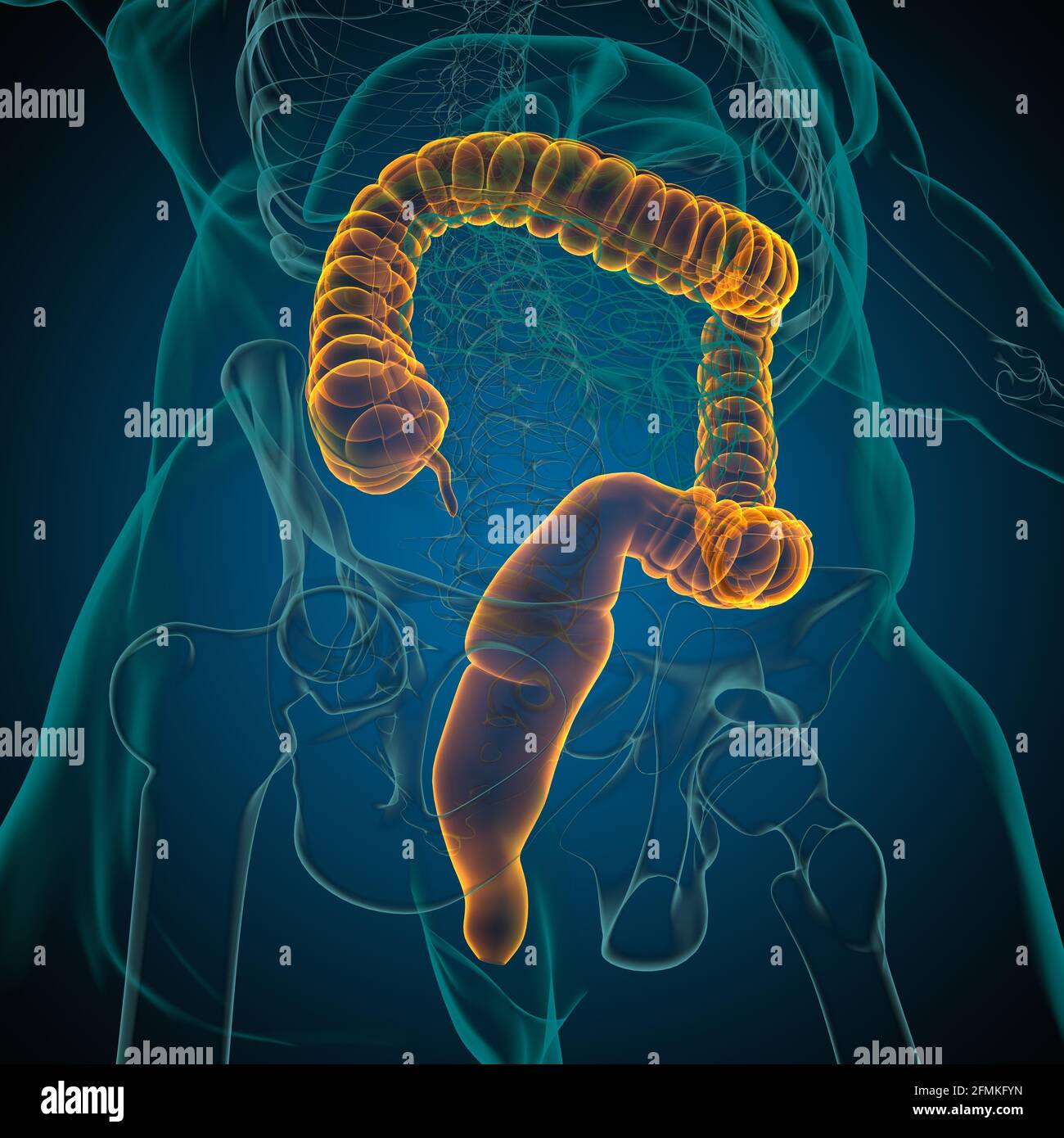 Illustrazione 3D dell'intestino crasso sistema digestivo umano Anatomia per concetto medico Foto Stock