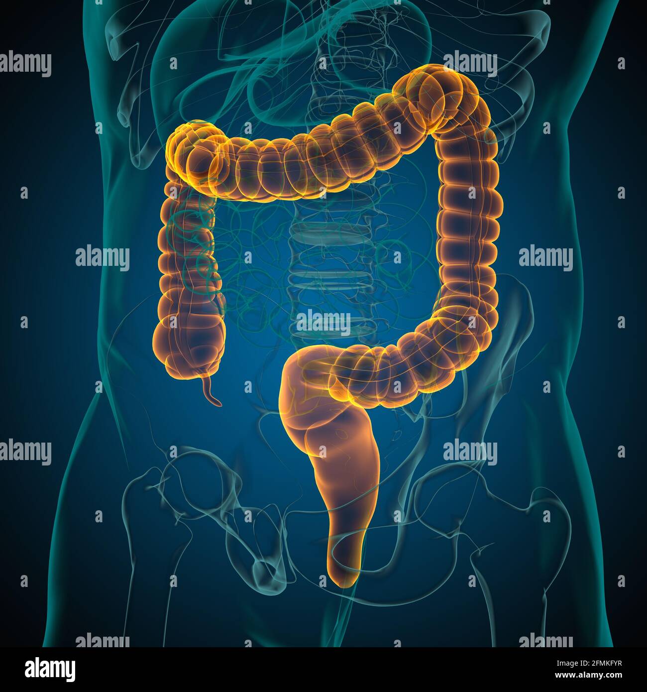 Illustrazione 3D dell'intestino crasso sistema digestivo umano Anatomia per concetto medico Foto Stock