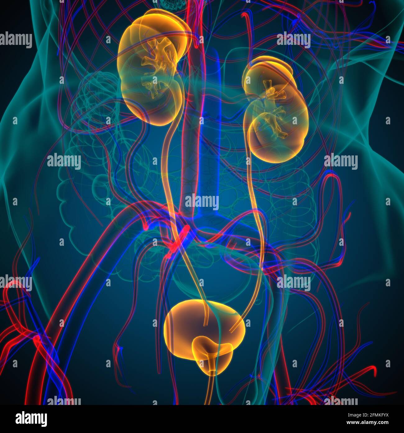 Reni del sistema urinario umano con anatomia della vescica per l'illustrazione 3D del concetto medico Foto Stock