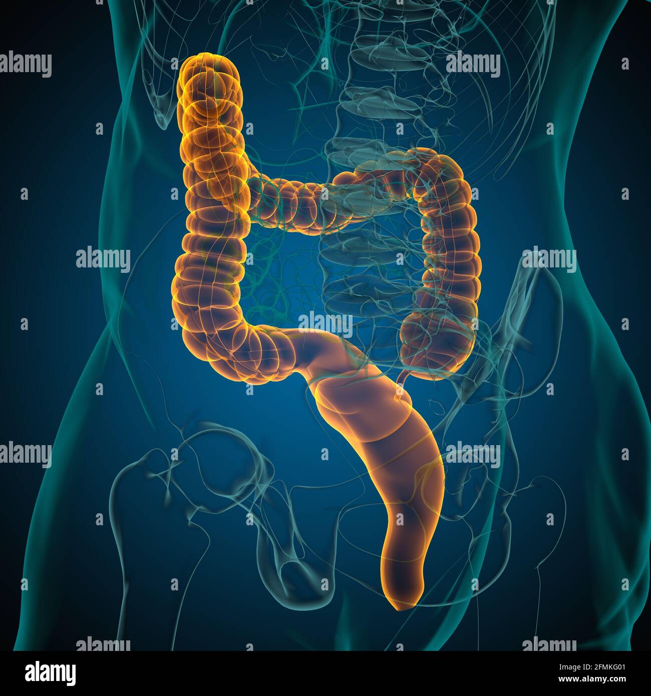 Illustrazione 3D dell'intestino crasso sistema digestivo umano Anatomia per concetto medico Foto Stock