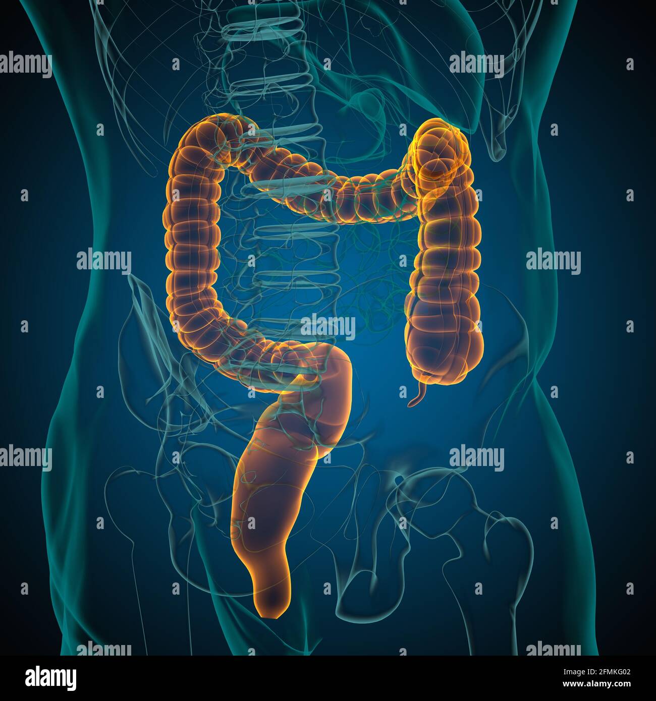 Illustrazione 3D dell'intestino crasso sistema digestivo umano Anatomia per concetto medico Foto Stock