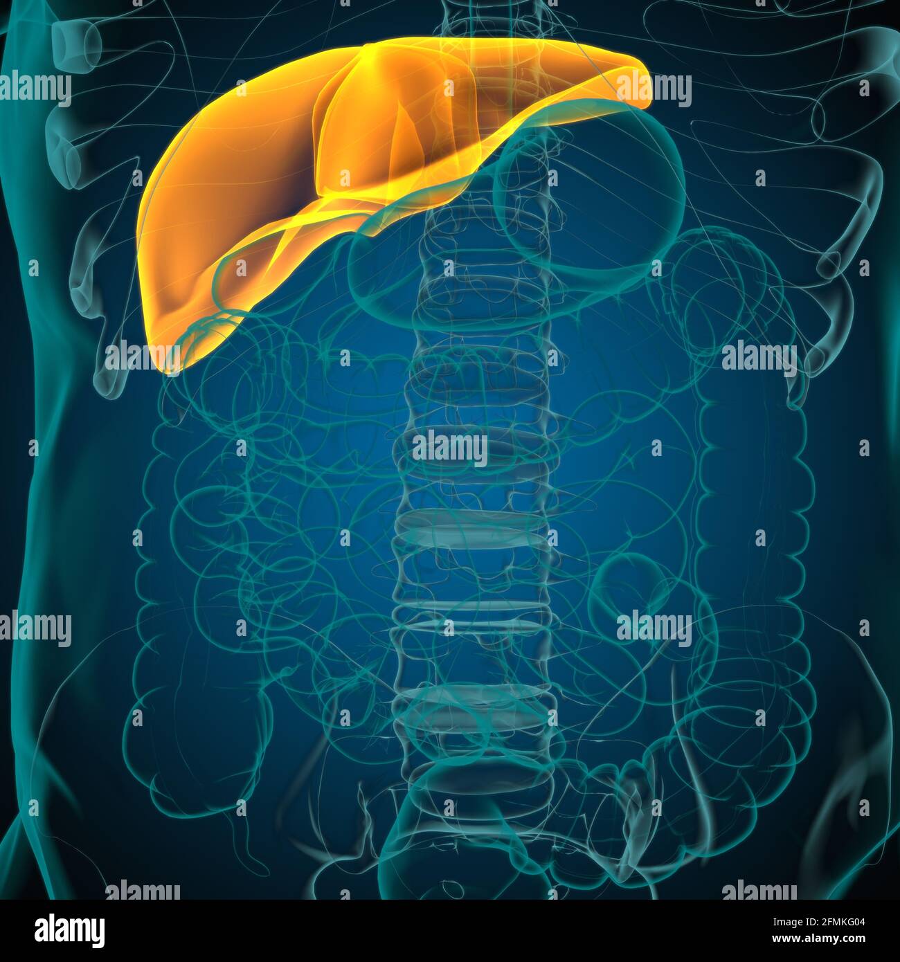 Illustrazione 3D del fegato Anatomia del sistema digestivo umano per il concetto medico Foto Stock