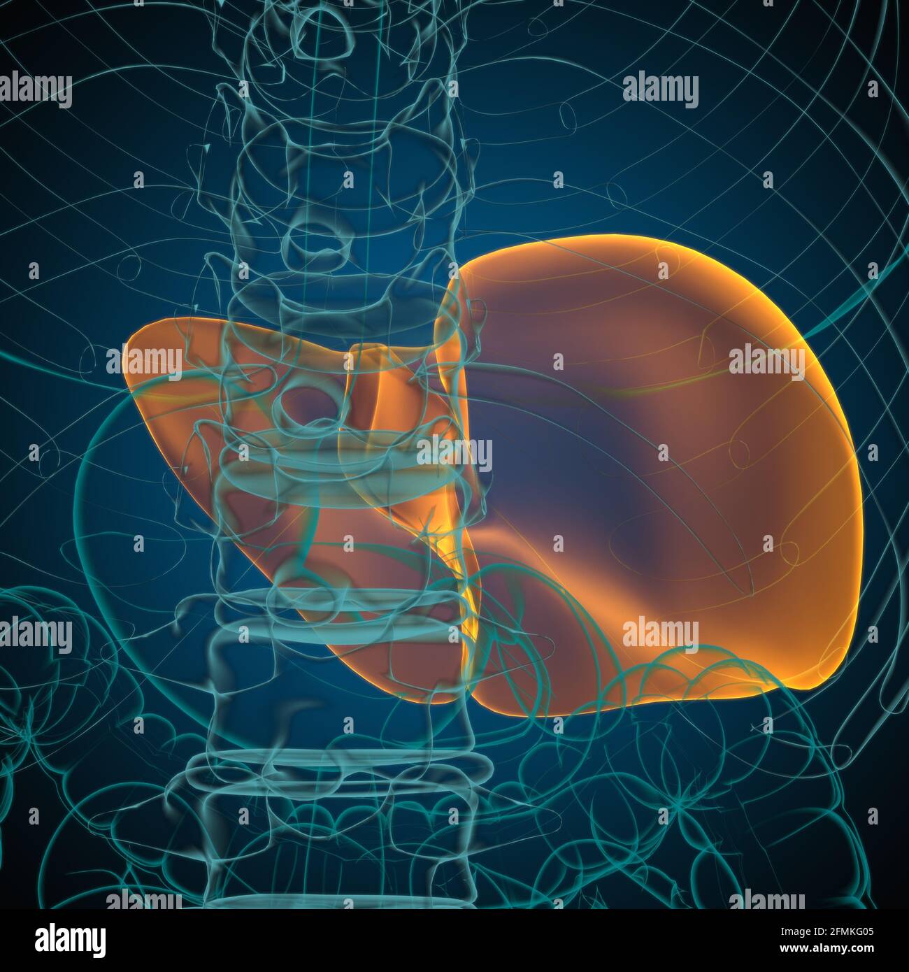 Illustrazione 3D del fegato Anatomia del sistema digestivo umano per il concetto medico Foto Stock