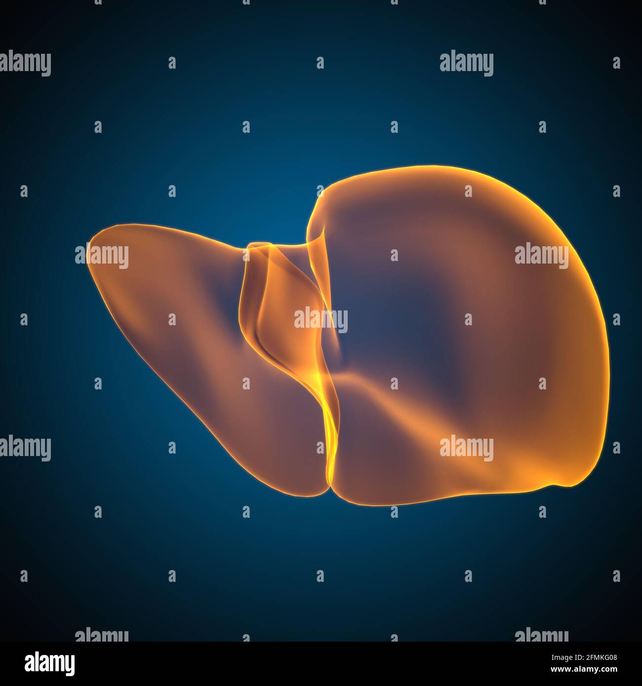 Illustrazione 3D del fegato Anatomia del sistema digestivo umano per il concetto medico Foto Stock