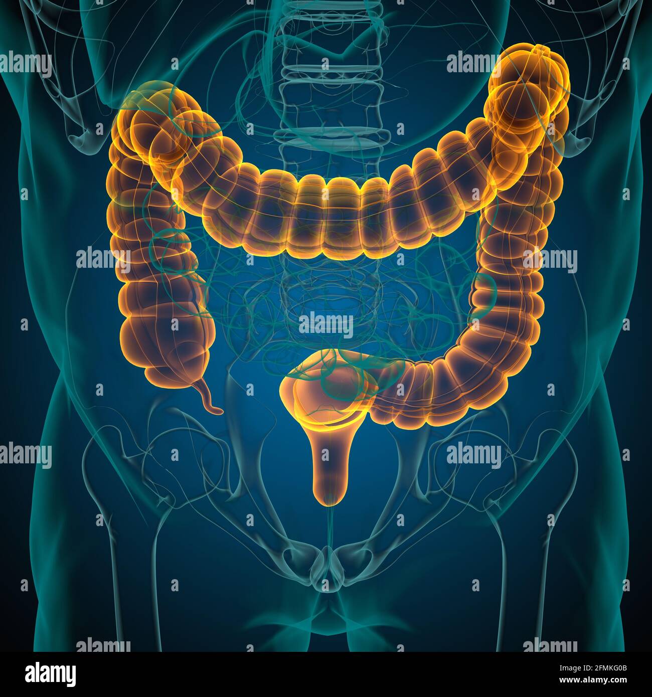 Illustrazione 3D dell'intestino crasso sistema digestivo umano Anatomia per concetto medico Foto Stock