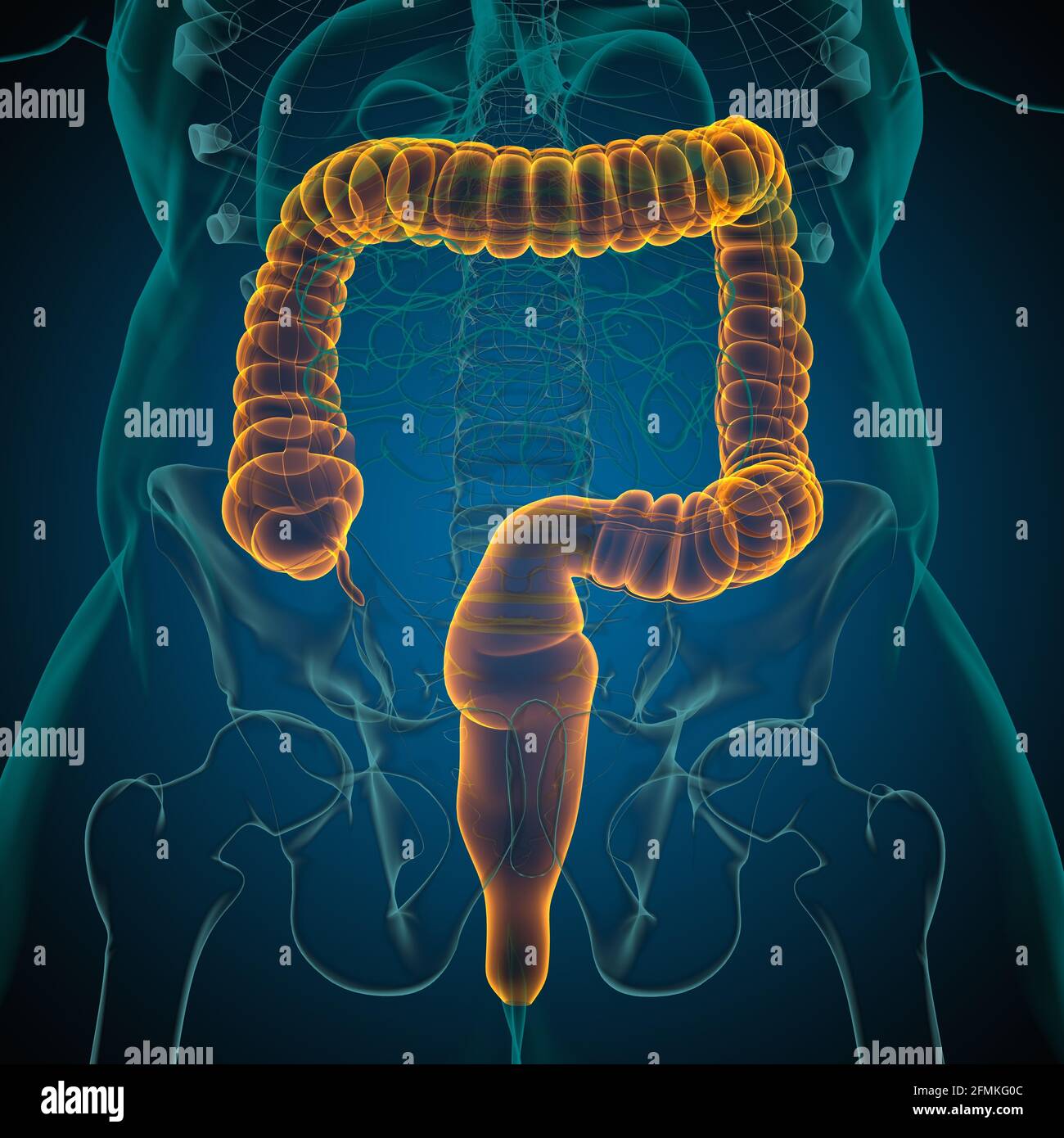 Illustrazione 3D dell'intestino crasso sistema digestivo umano Anatomia per concetto medico Foto Stock
