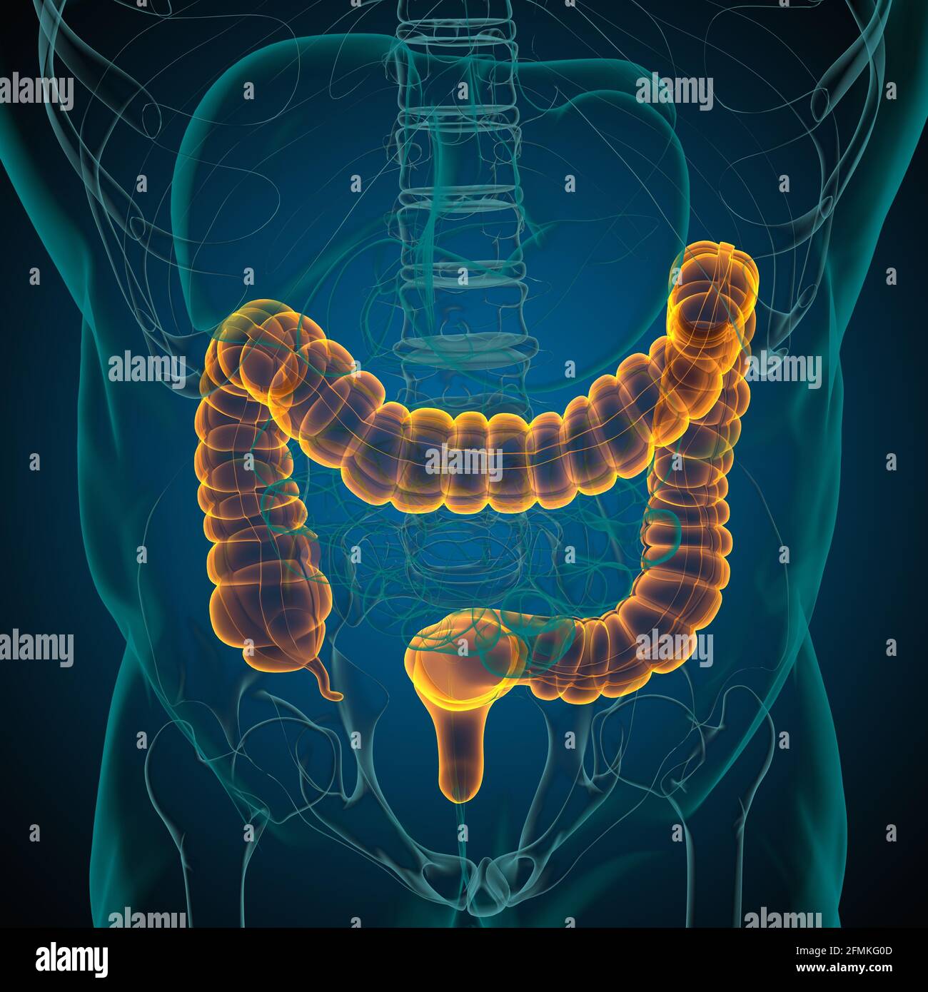 Illustrazione 3D dell'intestino crasso sistema digestivo umano Anatomia per concetto medico Foto Stock