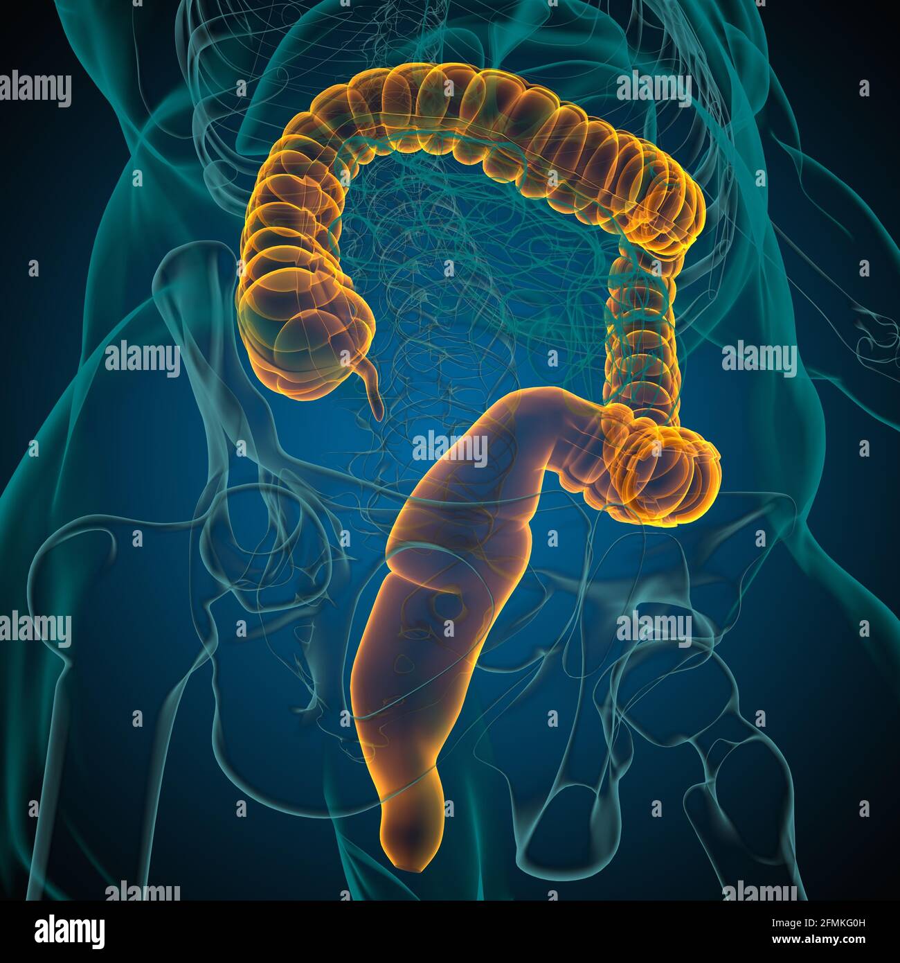 Illustrazione 3D dell'intestino crasso sistema digestivo umano Anatomia per concetto medico Foto Stock