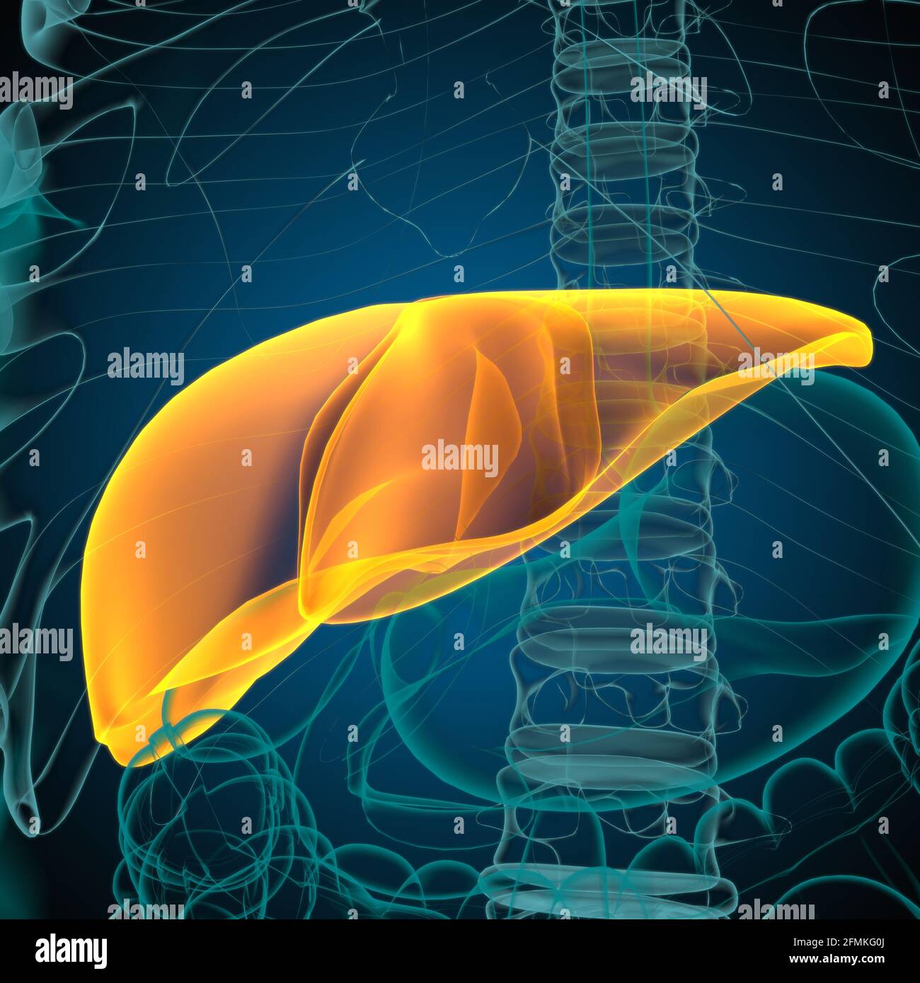 Illustrazione 3D del fegato Anatomia del sistema digestivo umano per il concetto medico Foto Stock