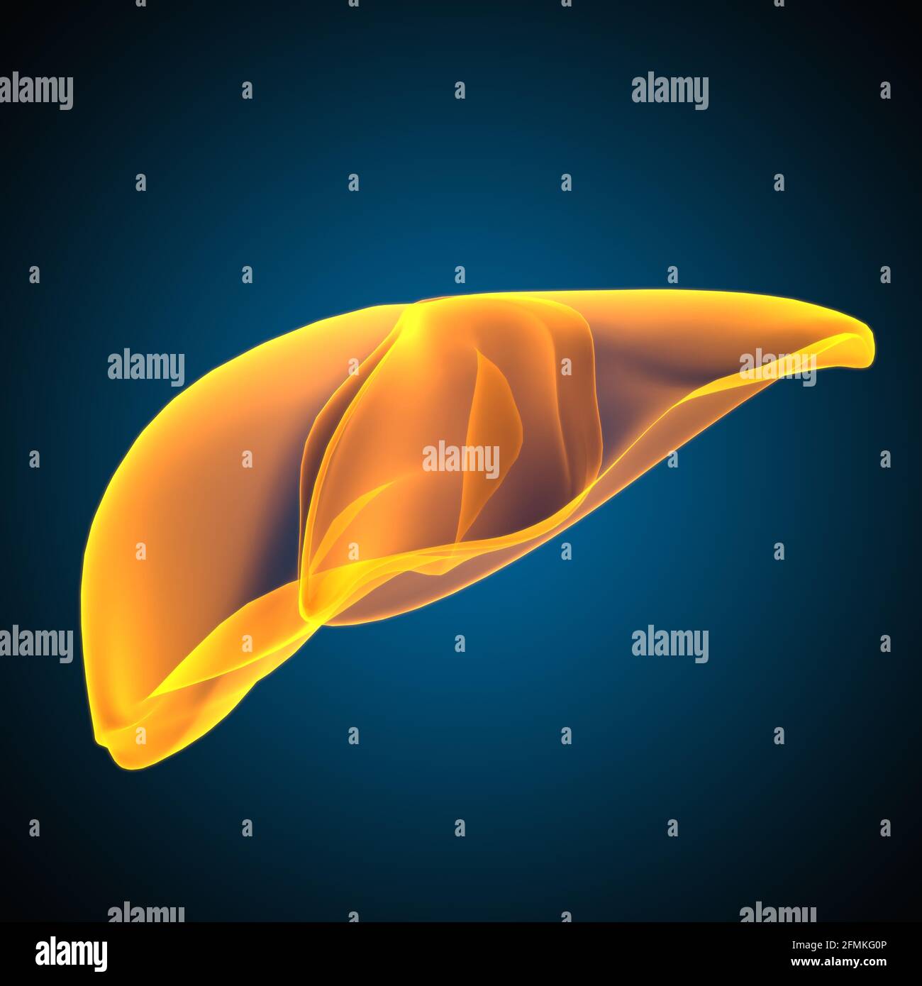 Illustrazione 3D del fegato Anatomia del sistema digestivo umano per il concetto medico Foto Stock