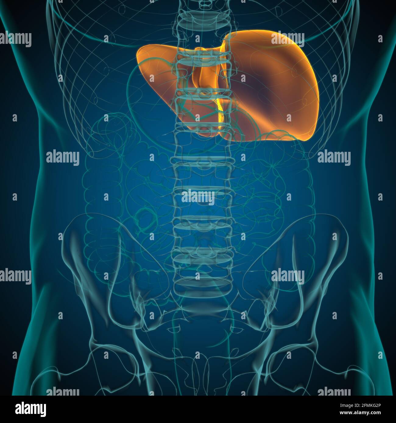 Illustrazione 3D del fegato Anatomia del sistema digestivo umano per il concetto medico Foto Stock