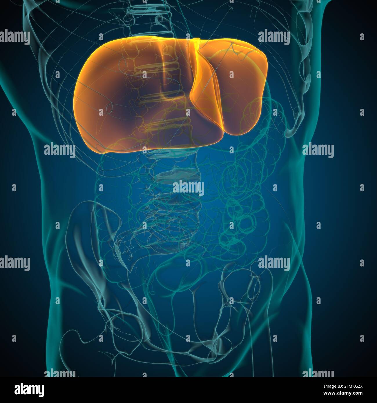 Illustrazione 3D del fegato Anatomia del sistema digestivo umano per il concetto medico Foto Stock