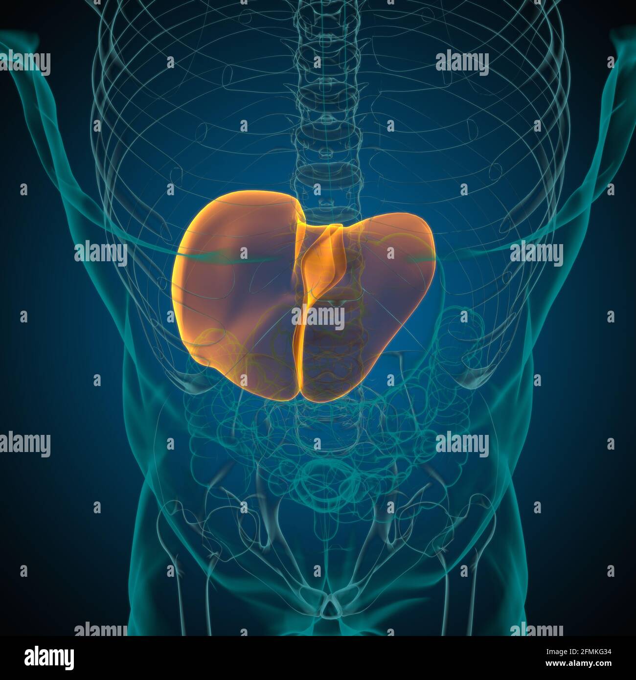 Illustrazione 3D del fegato Anatomia del sistema digestivo umano per il concetto medico Foto Stock