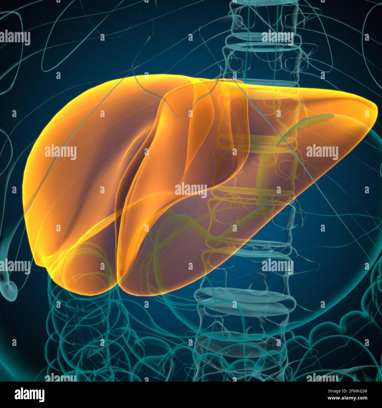 Illustrazione 3D del fegato Anatomia del sistema digestivo umano per il concetto medico Foto Stock