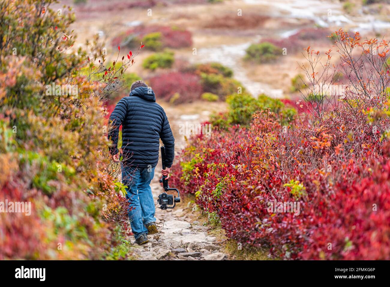 Fotografo con macchina fotografica gimbal walking filmare video in autunno Bear Rocks percorso in Dolly Sods, West Virginia di cespugli di mirtilli rossi Foto Stock