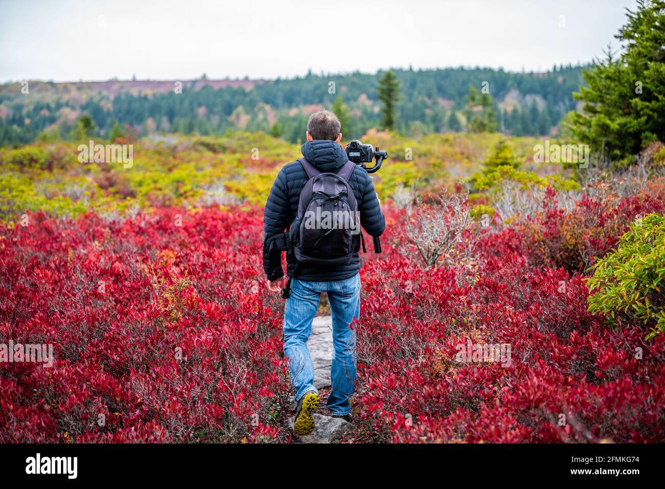 Fotografo uomo con fotocamera e treppiede stabilizzante escursione gimbal sulla pista autunno Bear Rocks in Dolly sods, West Virginia filmare video di rosso huckleb Foto Stock