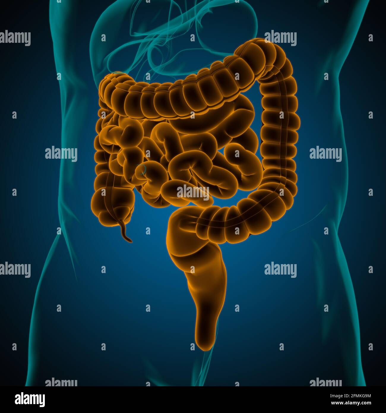 Illustrazione 3D dell'intestino tenue e dell'intestino tenue Anatomia del sistema digestivo umano per il concetto medico Foto Stock