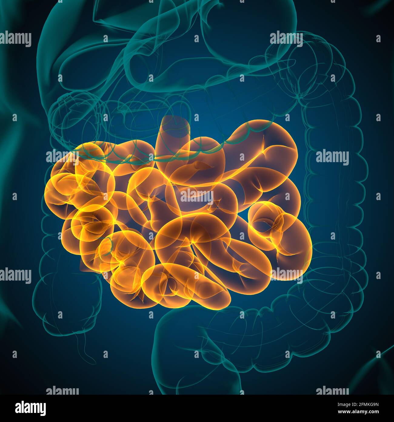 Illustrazione 3D dell'intestino tenue sistema digestivo umano Anatomia per il concetto medico Foto Stock