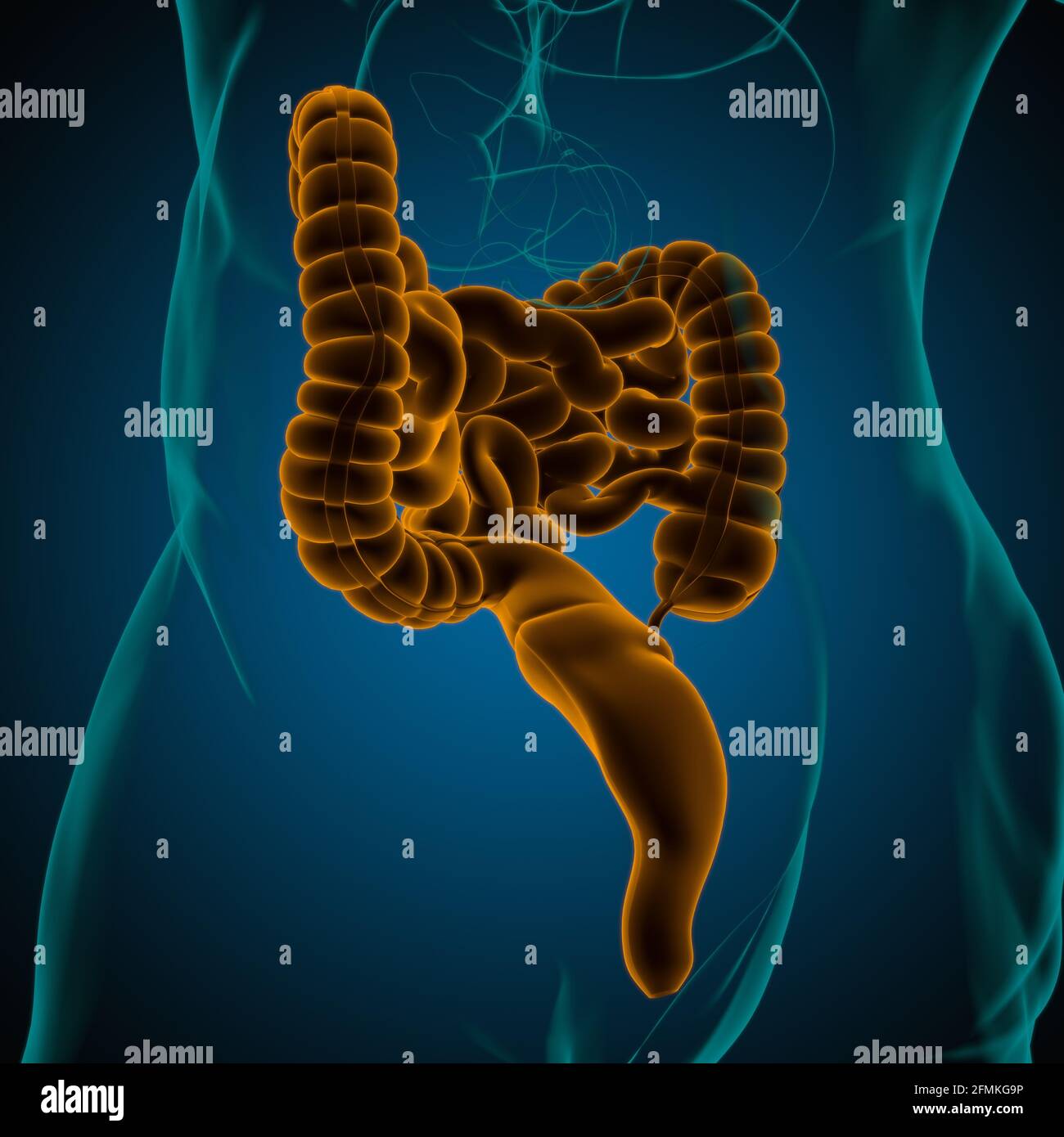 Illustrazione 3D dell'intestino tenue e dell'intestino tenue Anatomia del sistema digestivo umano per il concetto medico Foto Stock