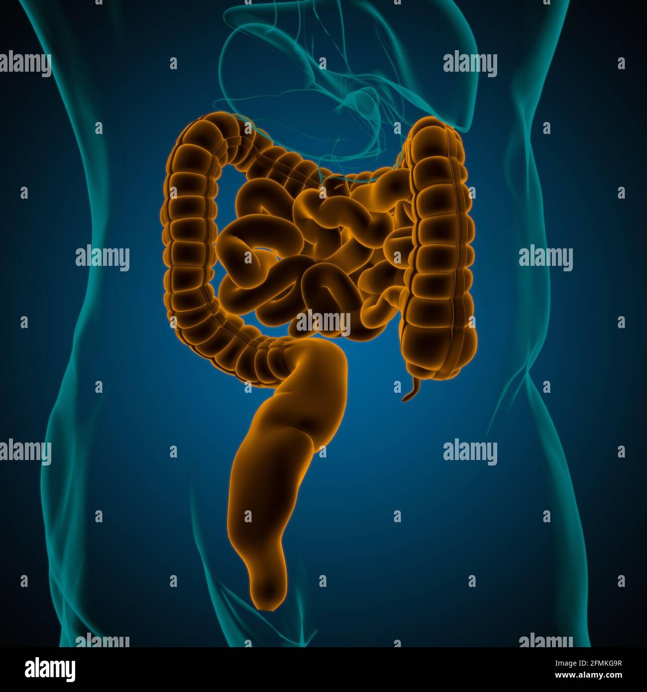 Illustrazione 3D dell'intestino tenue e dell'intestino tenue Anatomia del sistema digestivo umano per il concetto medico Foto Stock