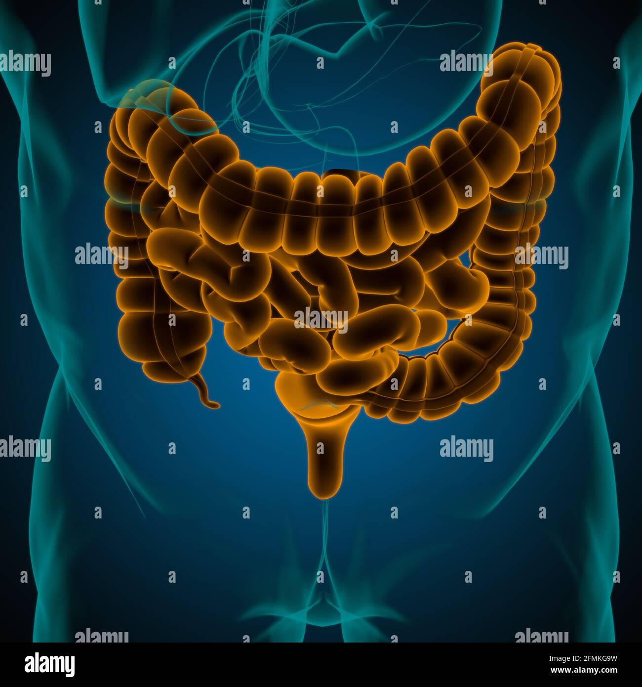 Illustrazione 3D dell'intestino tenue e dell'intestino tenue Anatomia del sistema digestivo umano per il concetto medico Foto Stock