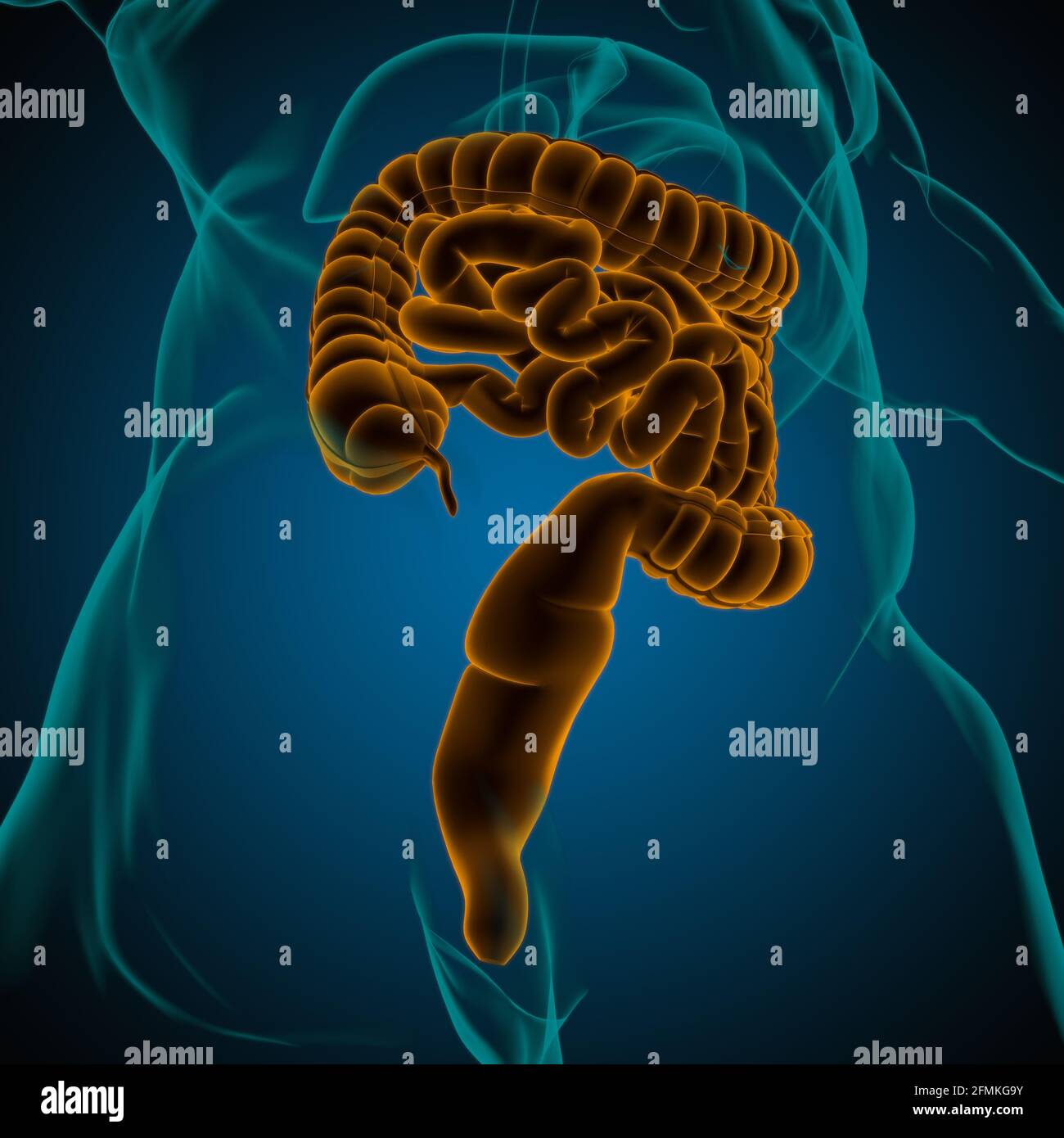 Illustrazione 3D dell'intestino tenue e dell'intestino tenue Anatomia del sistema digestivo umano per il concetto medico Foto Stock