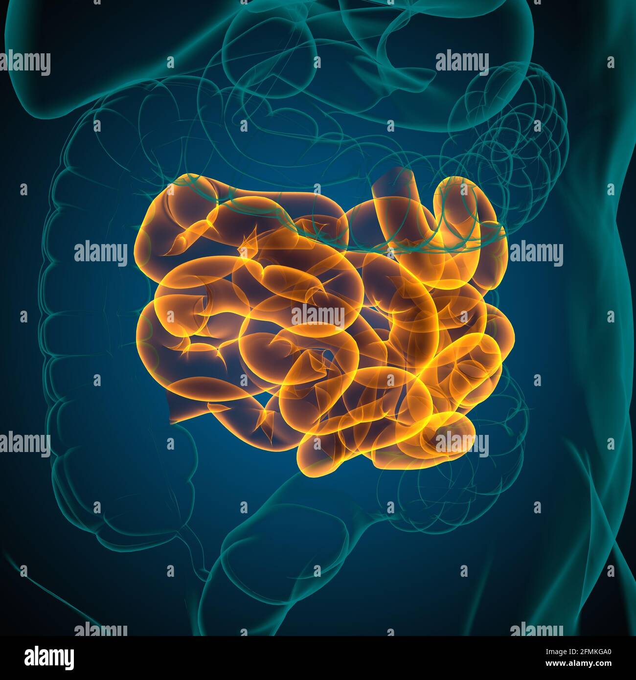 Illustrazione 3D dell'intestino tenue sistema digestivo umano Anatomia per il concetto medico Foto Stock