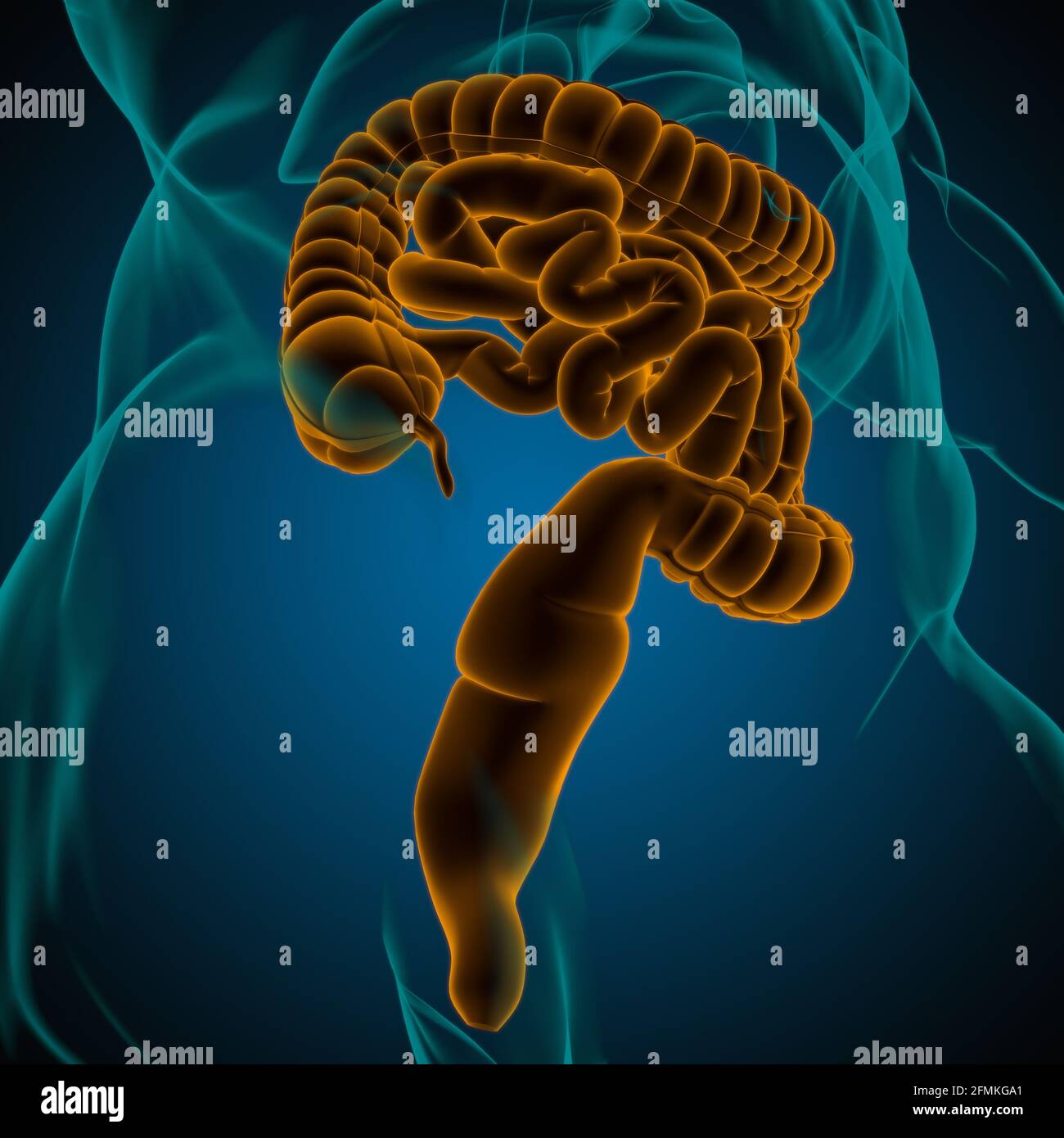 Illustrazione 3D dell'intestino tenue e dell'intestino tenue Anatomia del sistema digestivo umano per il concetto medico Foto Stock