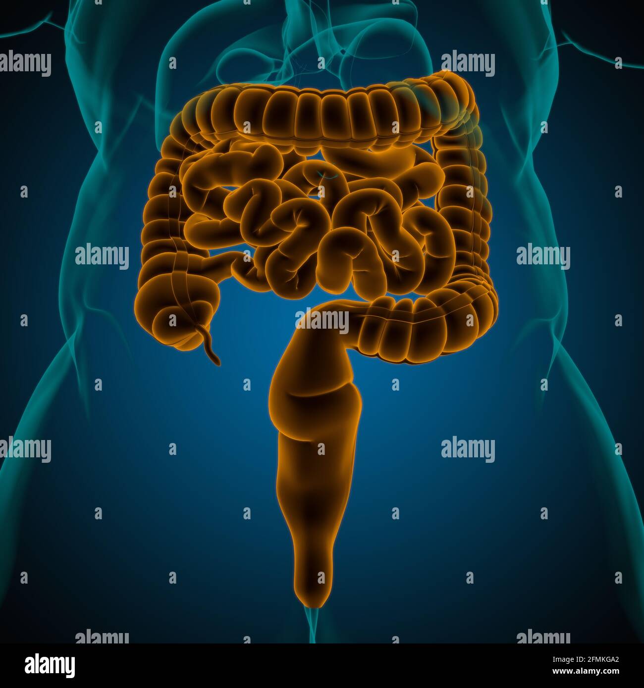 Illustrazione 3D dell'intestino tenue e dell'intestino tenue Anatomia del sistema digestivo umano per il concetto medico Foto Stock