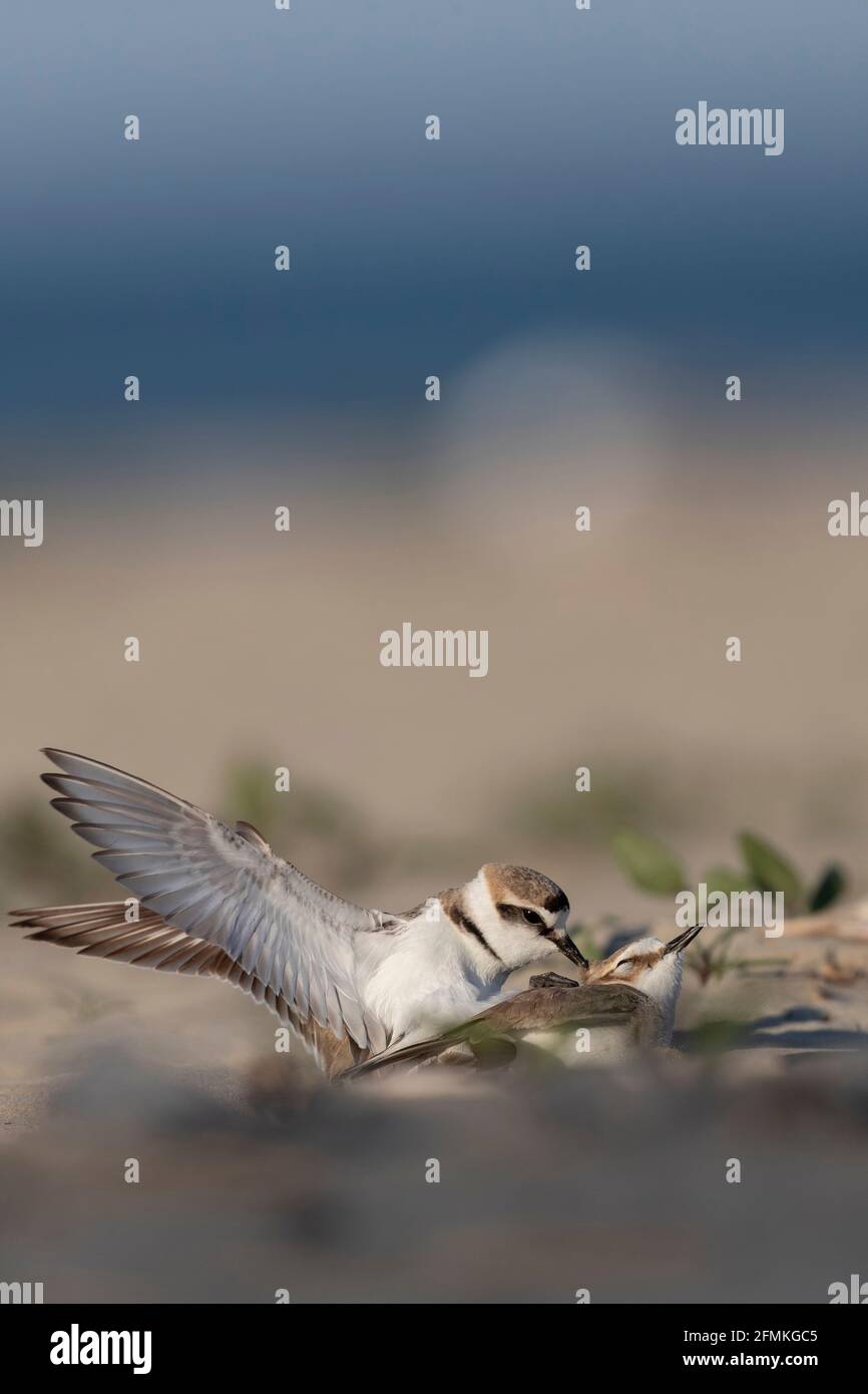 Pentimento di Kentish in accoppiamento al mare Foto Stock