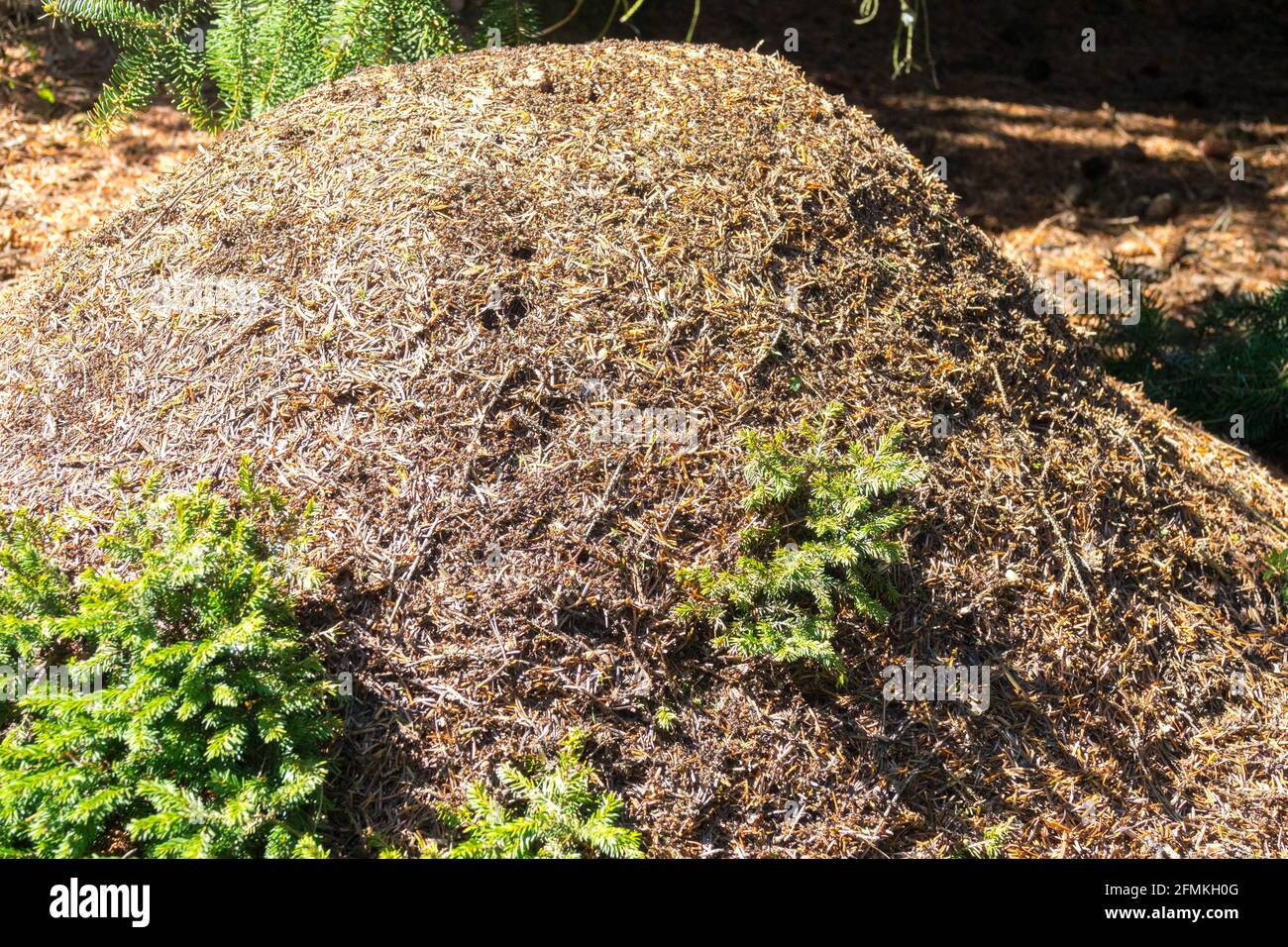 Formiche di legno ai margini della foresta al sole Formica rufa nido, colonia di formiche su un luogo soleggiato Foto Stock