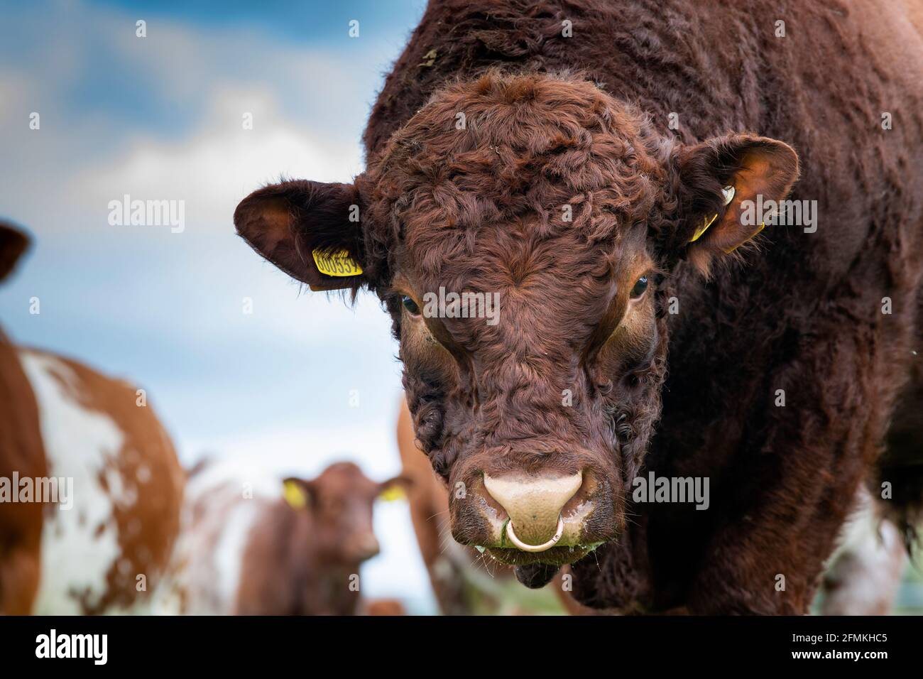 Luing bull in campo con la sua mandria di mucche. Scozia, Regno Unito. Foto Stock