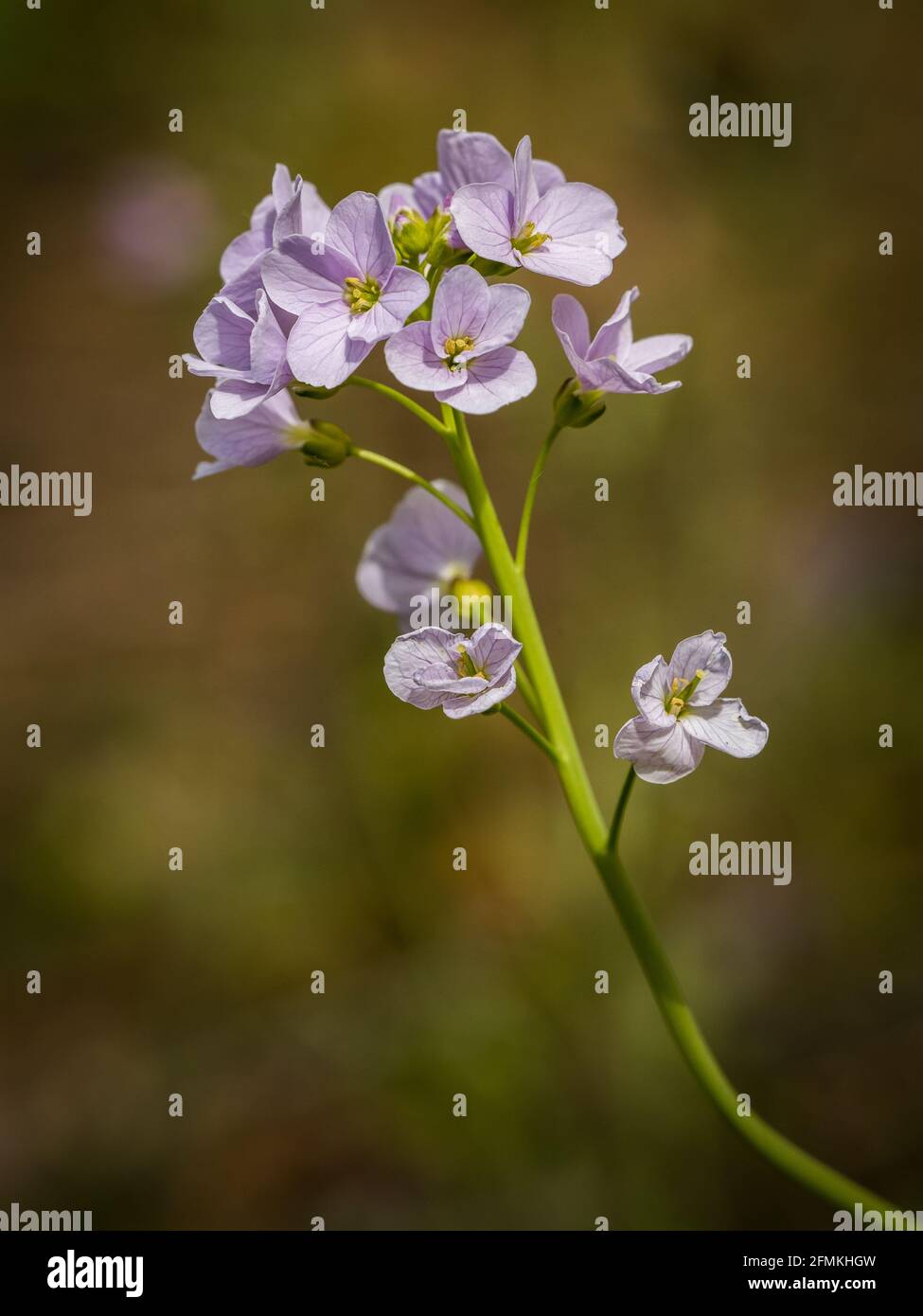 Cuckooflower (Cardamine pratensis) Foto Stock