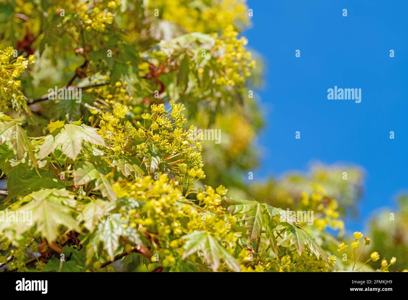 Acero in fiore, acer, in primavera, primo piano Foto Stock