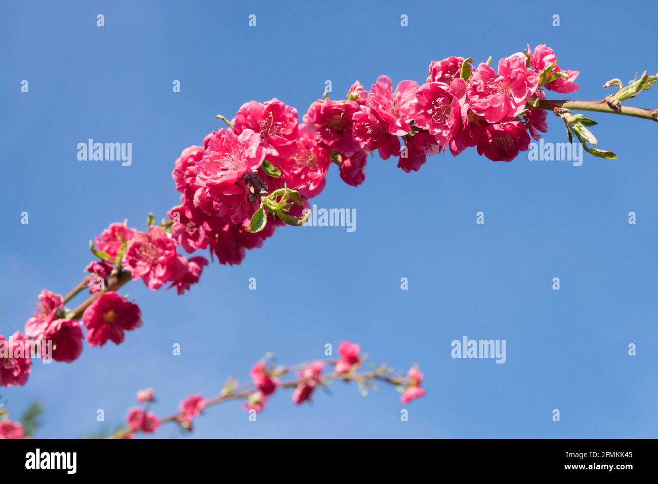 Fiori di pesca primaverile sul ramo contro il cielo azzurro Red Prunus persica "Melred Weeping" fioritura maggio fioritura Fiori di pesca fioritura Rosa Foto Stock