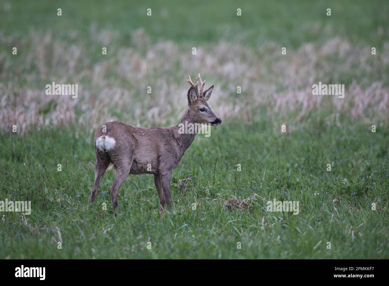 REH, Capreolus capreolus, capriolo Foto Stock